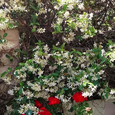 Διαμέρισμα Zenta Σπλιτ